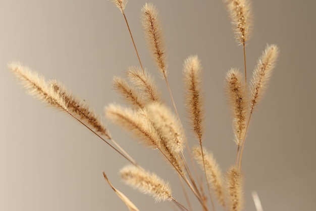 Closeup of beautiful creamy dry grass bouquet Shadows on the wall Silhouette in sun light