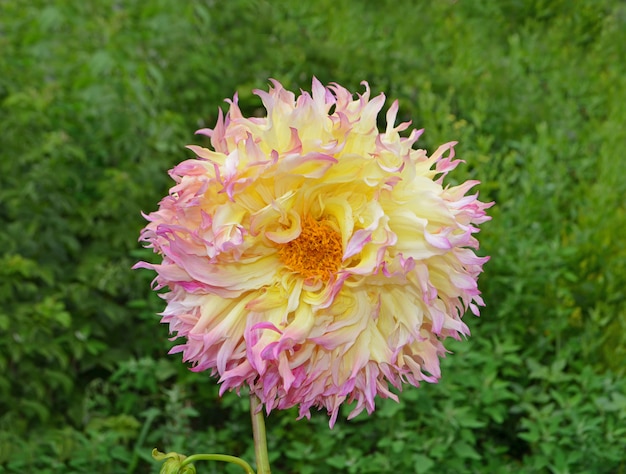 Closeup of a beautiful dahlia flower