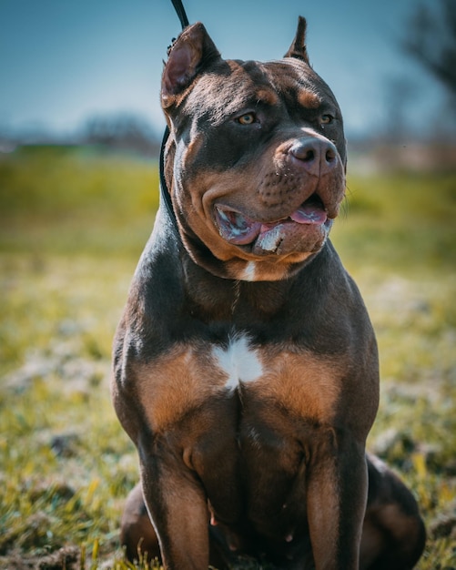 Photo closeup of beautiful dark brown xl bully dog with the leash and cut made ears