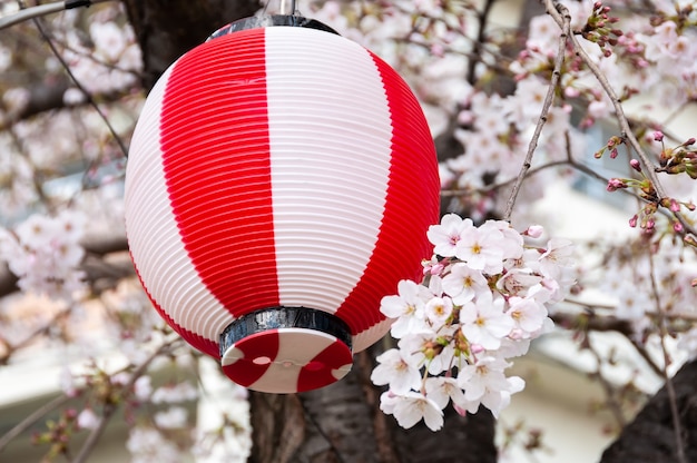 Closeup of beautiful and delicate sakura flowers and, behind, a red and white Japanese party lantern