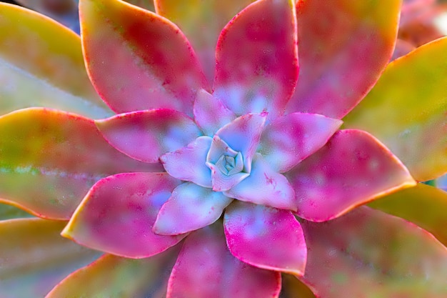 closeup  beautiful dright red  flower of succulent cactus echeveria