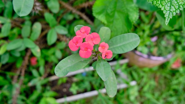 美しいユーフォルビア ミリの花のクローズ アップ