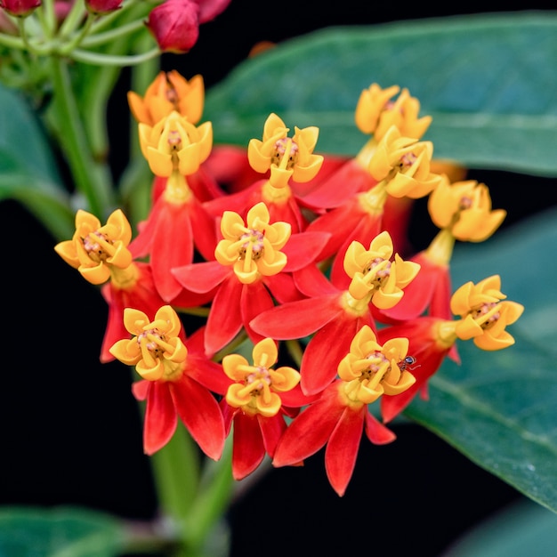 クローズアップ美しくエキゾチックな花は、アスクレピアス・クラサビカの黄色い花粉の赤い花びらです。一般名は、緋色のトウワタ、血の花、トウワタ、野生のイペカクアンハです。
