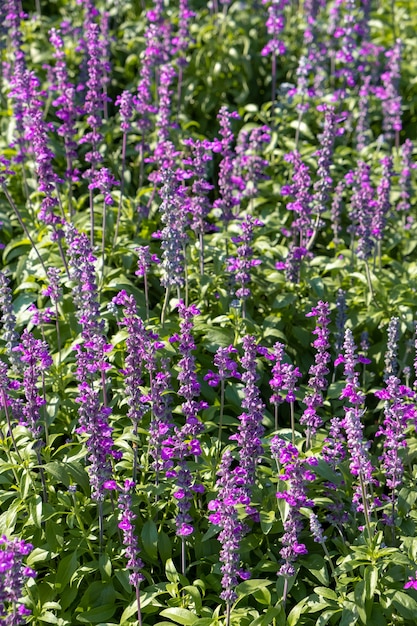 Closeup beautiful fernleaf lavender flower 