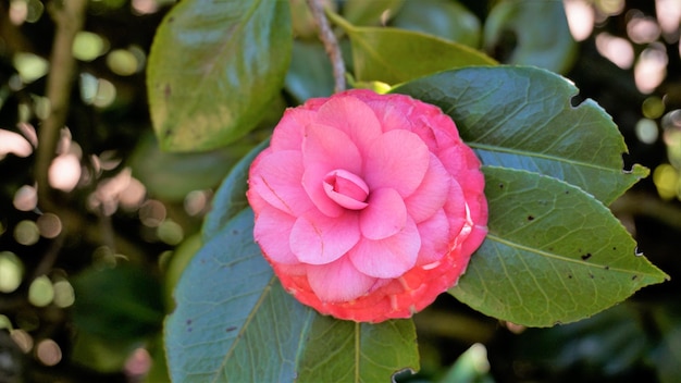 Photo closeup of beautiful flowers of camellia japonica also known as camellia albino botti camellia don pedro camellia eugene de massina camellia princess mary etc