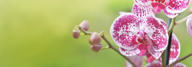 緑のパノラマ背景に蘭の美しい花のクローズ アップ