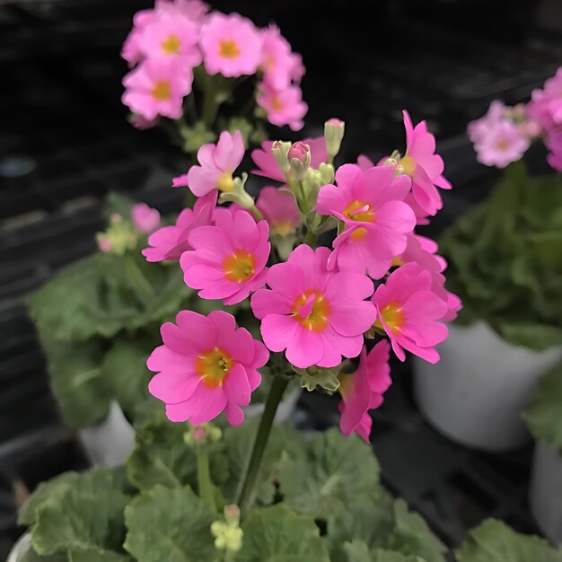 Closeup beautiful flowers amp plants in city of Japan