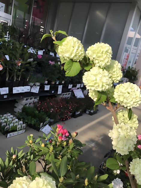 Closeup beautiful flowers amp plants in city of Japan