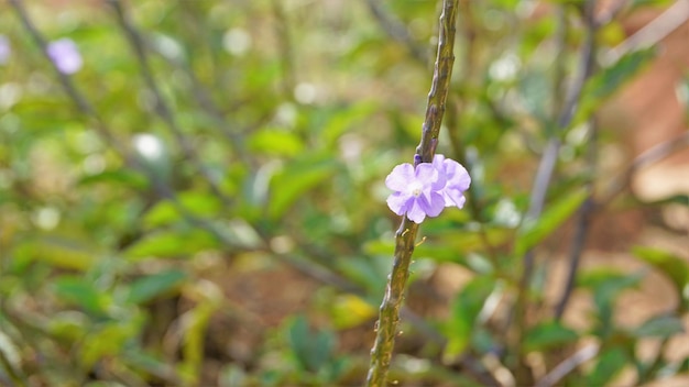 Крупный план красивых цветов Stachytarpheta jamaicensis, также известных как светло-голубой змеевидный голубой сорняк и т. д.