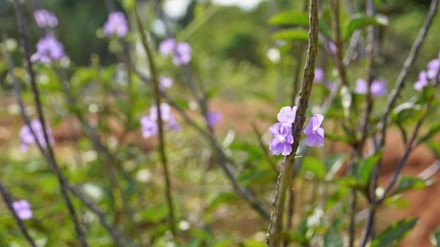 Photo closeup of beautiful flowers of stachytarpheta jamaicensis also known as light blue snakeweed blue porterweed etc