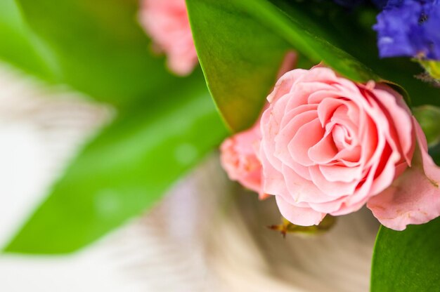 Primo piano di bella rosa rosa profumata fresca