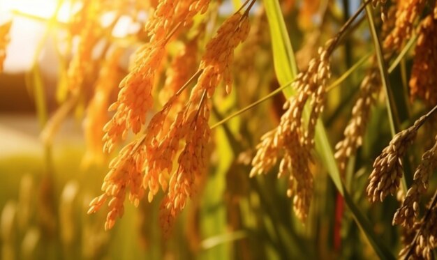 Photo closeup of beautiful golden ear of rice with sunrise background