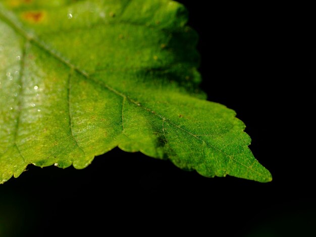 Foto bellissima consistenza di foglia verde