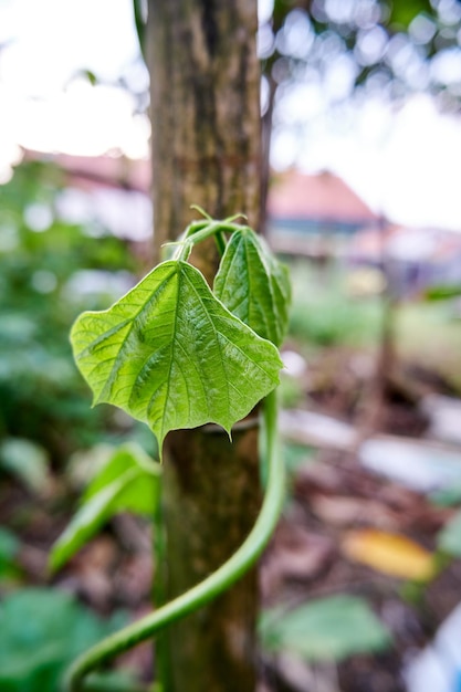 Closeup of beautiful green leaves growing in the yard