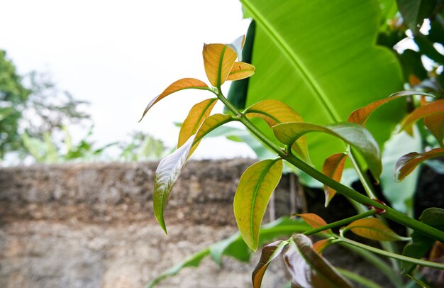 Primo piano di belle foglie verdi che crescono nel cortile