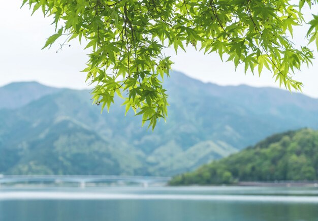 Photo closeup beautiful green leaves with blurred mountain and lake view background
