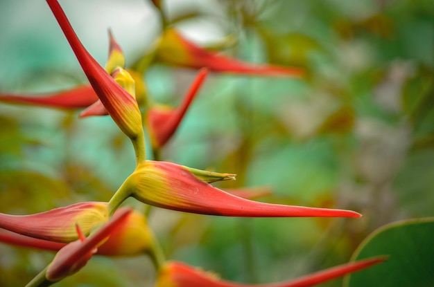 Близкий вид красивого растения Heliconia latispatha (расширенный лобстер) в саду