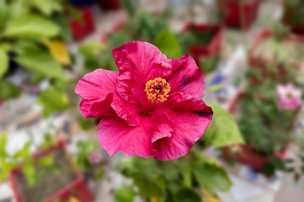 庭に咲く美しいハイビスカスの花のクローズアップ