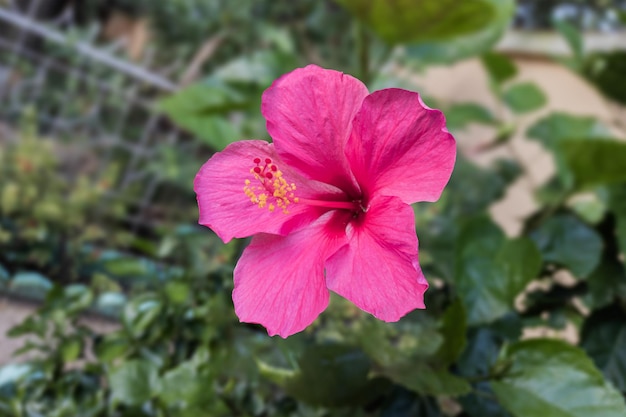 庭に咲く美しいハイビスカスの花のクローズアップ