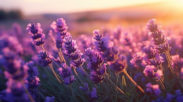 Closeup of a beautiful lavender field with sunshine