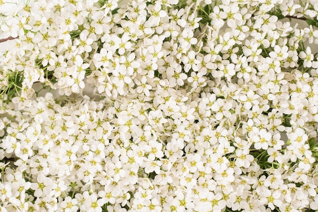 Closeup of beautiful little chamomile daisy flower buds pattern Abstract aesthetic floral background