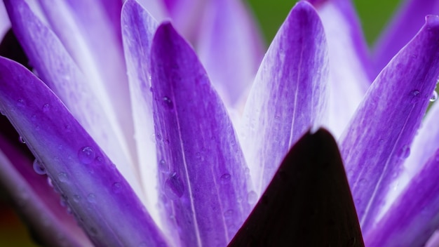 Closeup beautiful lotus flower in pond, droplet water on lotus