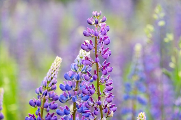 A closeup of a beautiful lupine field plant