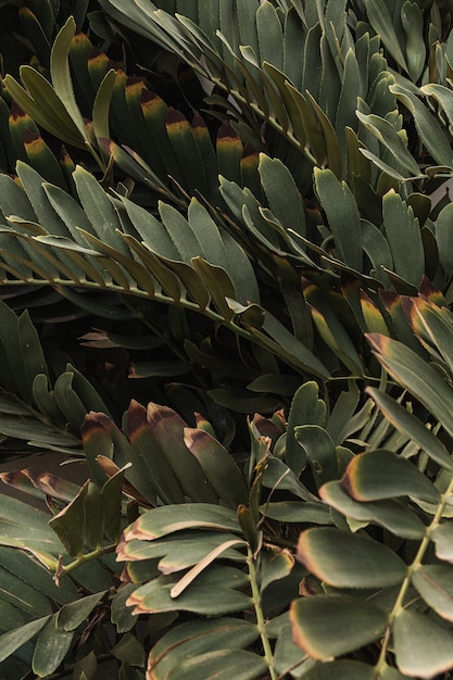 Крупным планом красивые пышные зеленые листья тропических растений