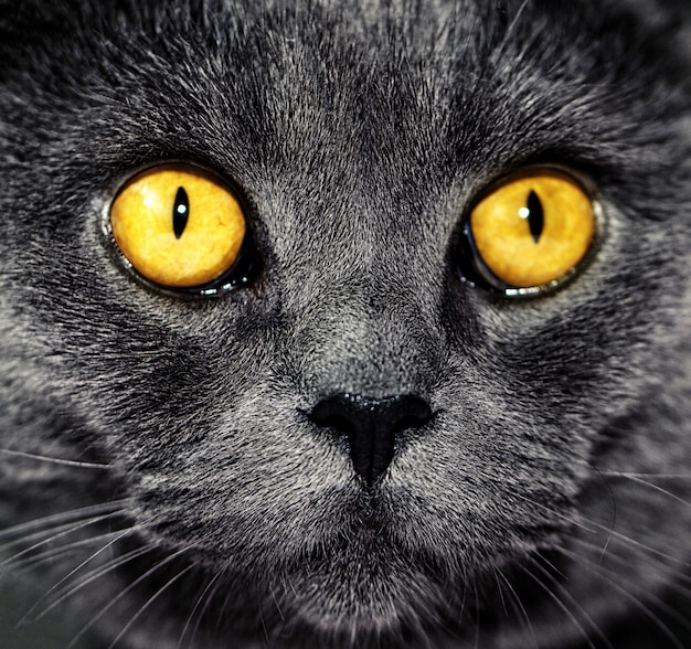 Макрофотография красивый роскошный роскошный серый британский кот с яркими глазами. Темный фон. Селективный фокус. Драматический.