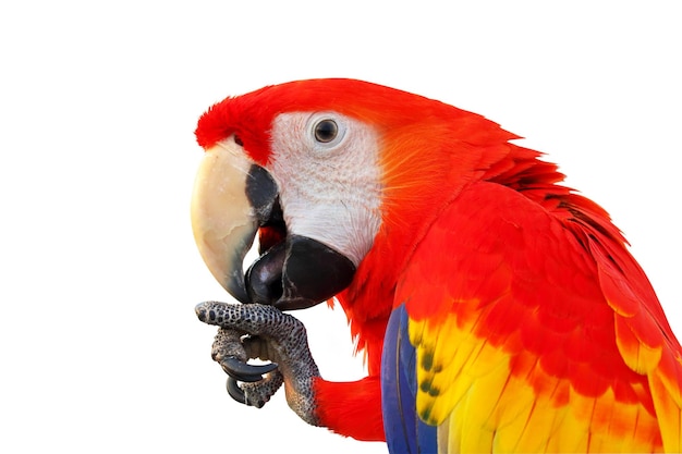 Closeup of a beautiful macaw parrot isolated on white background