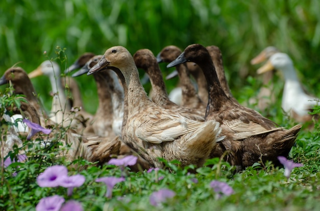 Closeup of beautiful Mallard ducks