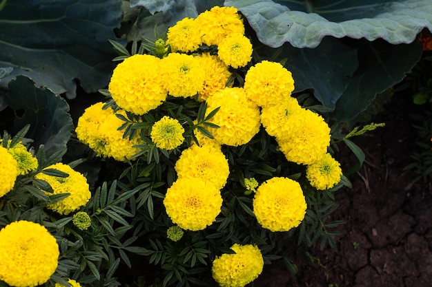 Closeup of beautiful marigold blossom