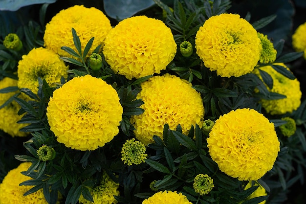 Closeup of beautiful marigold blossom