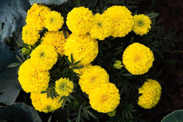 Closeup of beautiful marigold blossom