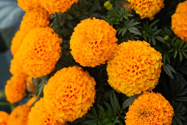Closeup of beautiful marigold blossom