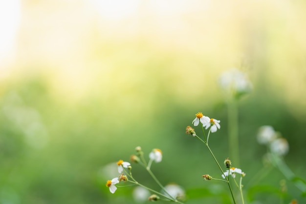 背景として緑の自然植物の風景、エコロジーの壁紙ページのコンセプトを使用してコピースペースで日光の下で黄色の花粉と美しいミニ白い花のクローズアップ。