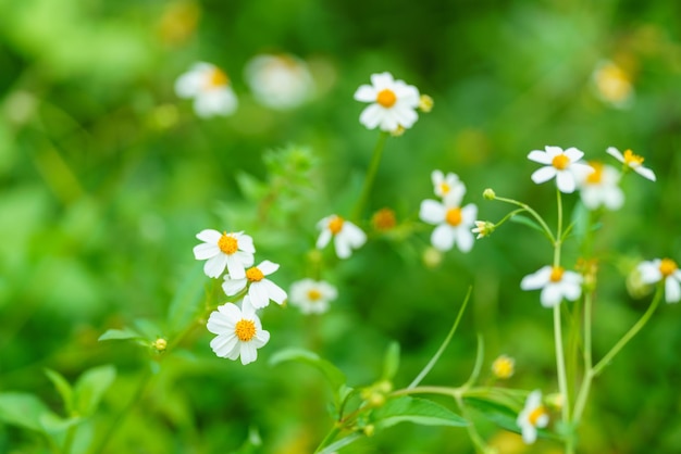 Nhìn thấy hoa trắng nhỏ nhoi, bạn sẽ cảm thấy nhẹ nhàng và tươi mới hơn. Nét đẹp tinh khôi của nó đến từ sự giản đơn và trong sáng. Hãy tìm hiểu thêm về loài hoa này và cảm nhận một nguồn cảm hứng mới cho cuộc sống của bạn.
