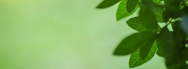 Photo closeup of beautiful nature view green leaf on blurred greenery background in garden with copy space using as background cover page concept.