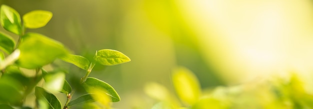 Closeup of beautiful nature view green leaf on blurred greenery background in garden with copy space using as background cover page concept.