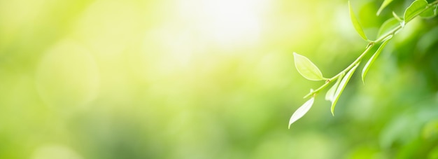 Foto primo piano della bellissima natura vista foglia verde su sfondo verde sfocato in giardino con spazio di copia utilizzando come sfondo il concetto di copertina