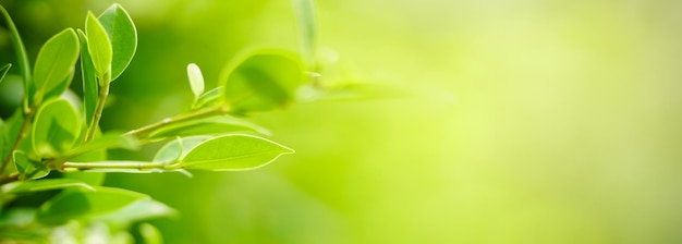 Closeup of beautiful nature view green leaf on blurred greenery background in garden with copy space using as background cover page concept