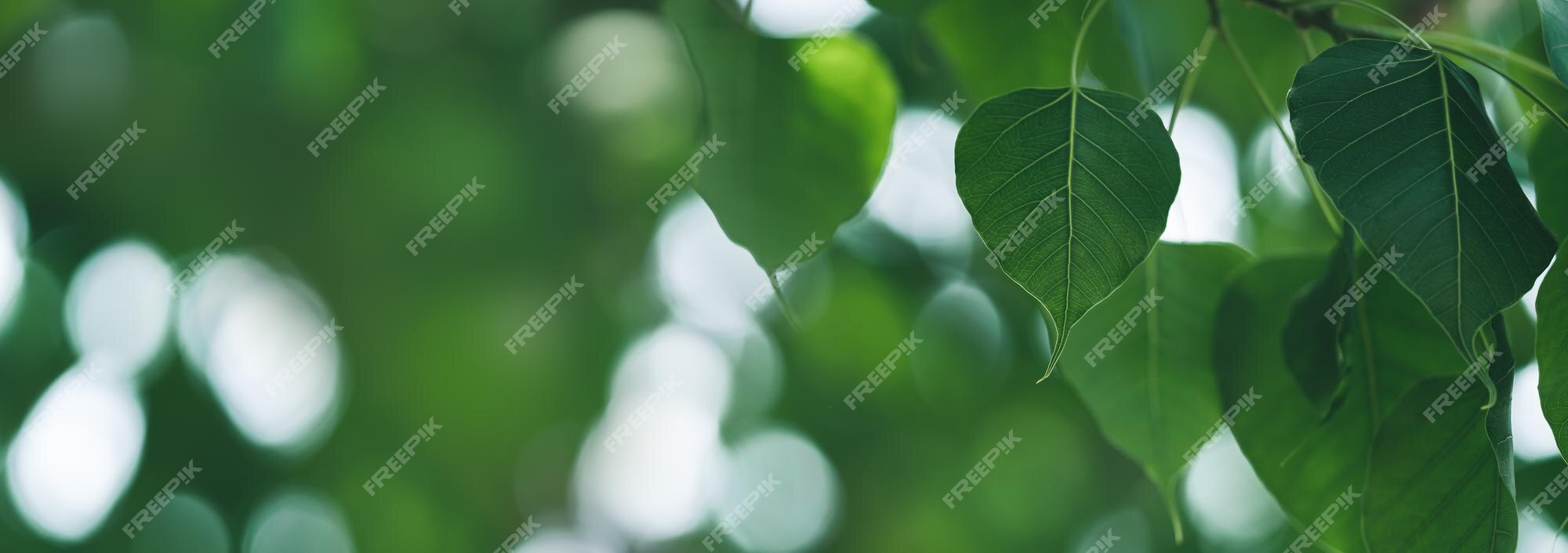 Premium Photo | Closeup of beautiful nature view green leaf on blurred  greenery background in garden with copy space using as background cover  page concept