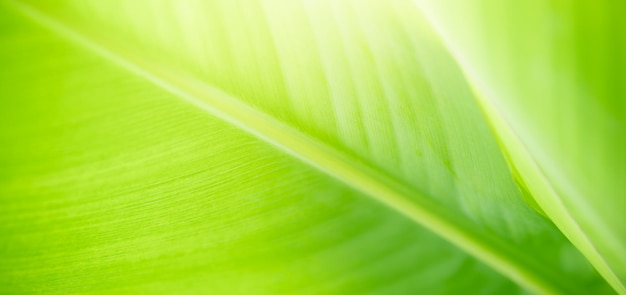 Primo piano della bellissima natura vista foglia verde su sfondo verde sfocato in giardino con spazio di copia utilizzando come sfondo il concetto di copertina