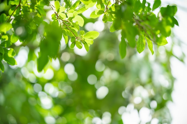 Крупный план красивого вида на природу зеленого листа на размытом фоне зелени в саду с копировальным пространством, используемым в качестве концепции страницы фоновых обоев