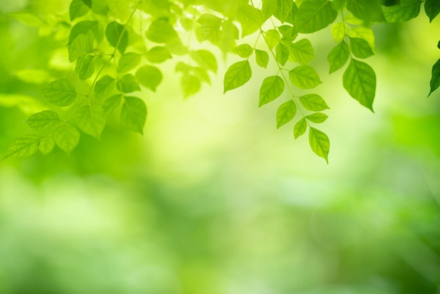 Closeup of beautiful nature view green leaf on blurred greenery background in garden with copy space using as background wallpaper page concepti