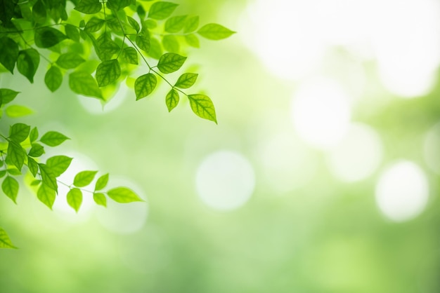 Foto primo piano della bellissima natura vista foglia verde su sfondo verde sfocato in giardino con spazio di copia utilizzando come sfondo della pagina concepti