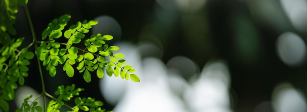 Closeup of beautiful nature view green leaf on blurred greenery and shadow background in garden with copy space using as background cover page concept