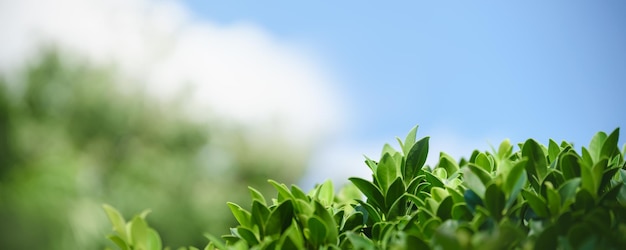 Foto primo piano della bellissima natura vista foglia verde su vegetazione sfocata con cielo blu e nuvole come sfondo in giardino con spazio di copia utilizzando come sfondo il concetto di copertina