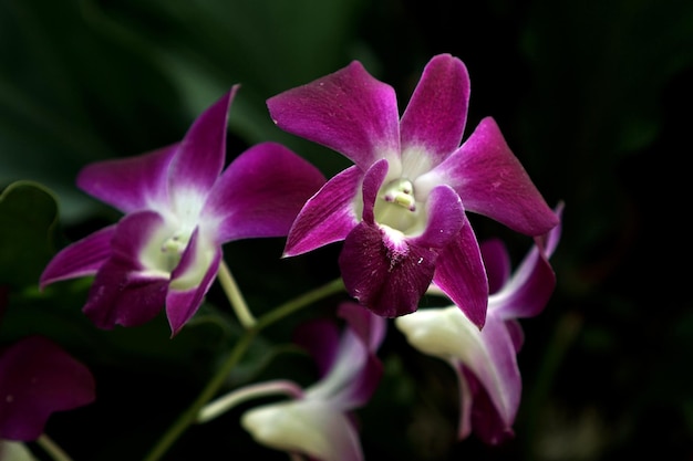 Foto primo piano bellissimo fiore di orchidea