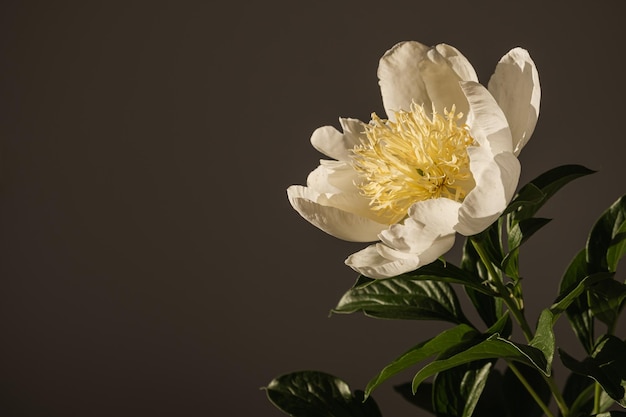 Closeup of beautiful peach peony flower in sunlight shadows